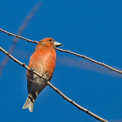 Red Crossbill