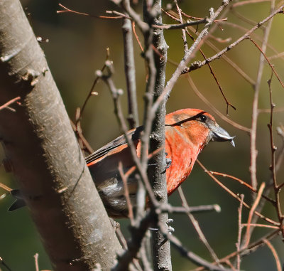 Red Crossbill