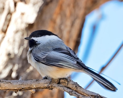 Black-capped Chickadee