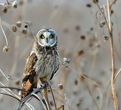 Short-eared Owl