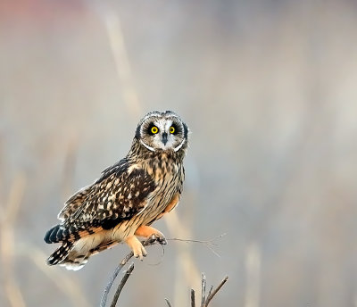 Short-eared Owl