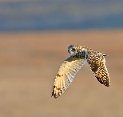 Short-eared Owl