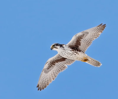 Prairie Falcon