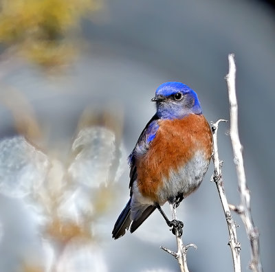 Western Bluebird