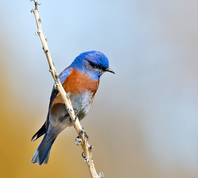 Western Bluebird