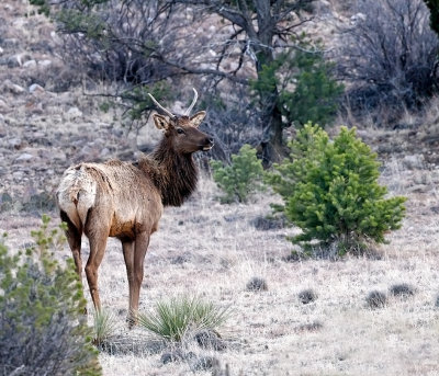 Elk