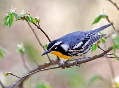 Yellow-throated Warbler