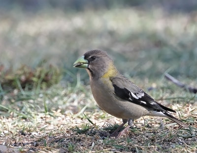 Evening Grosbeak