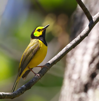 Hooded Warbler