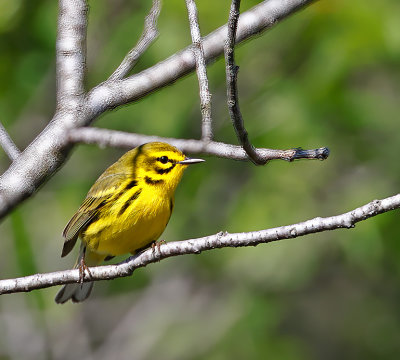 Prairie Warbler