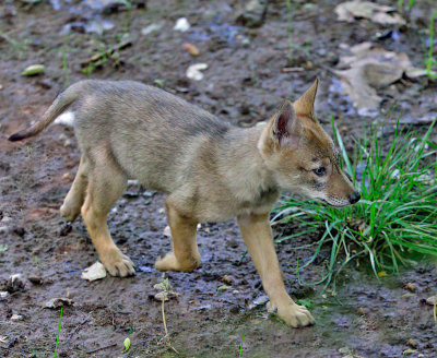 Coyote pup