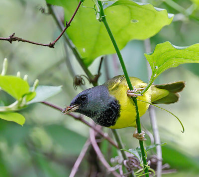 Mourning Warbler