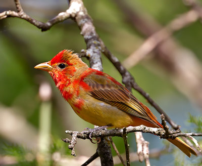 Summer Tanager