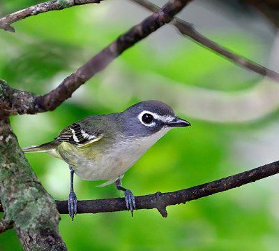 Blue-headed Vireo