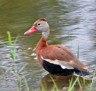 Black-bellied Whistling-Duck