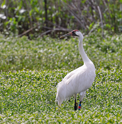 Whooping Crane