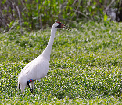 Whooping Crane