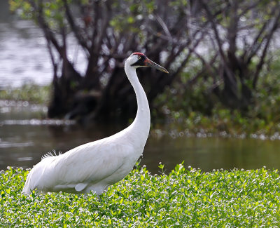 Whooping Crane