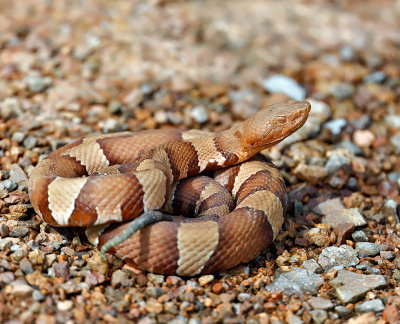 Broad-banded Copperhead