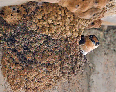 Cave Swallow