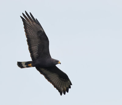 Zone-tailed Hawk