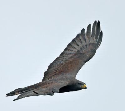 Zone-tailed Hawk