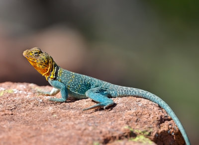 Eastern Collared Lizard