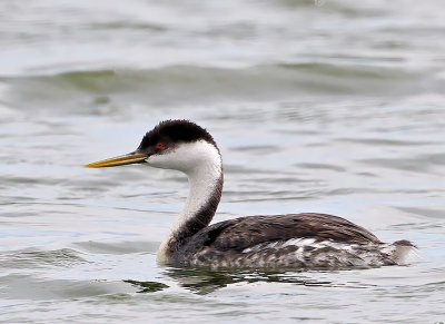 Western Grebe