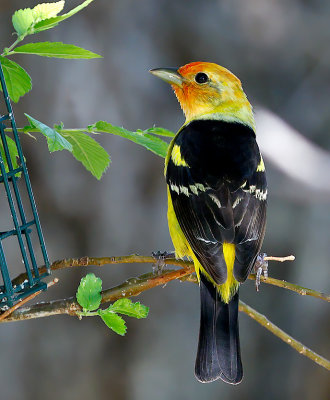 Western Tanager