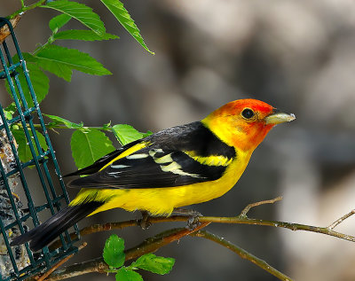 Western Tanager