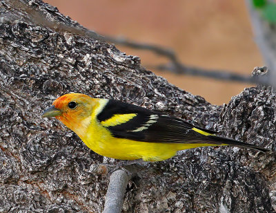 Western Tanager