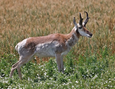 Pronghorn