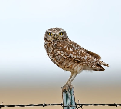 Burrowing Owl