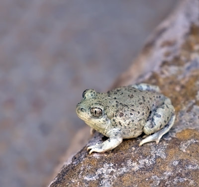 Chihuahuan Desert Spadefoot