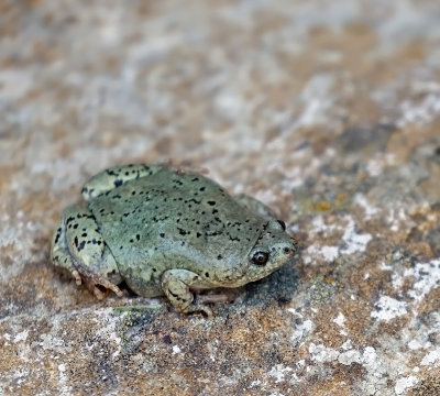 Western Narrow-mouthed Toad