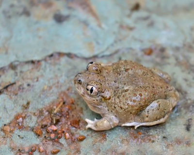 Chihuahuan Desert Spadefoot