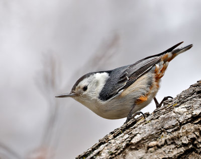 White-breasted Nuthatch