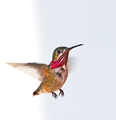 Calliope Hummingbird