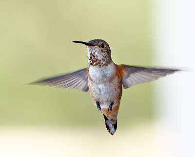 Rufous Hummingbird