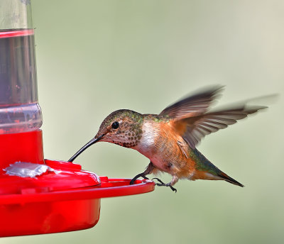 Rufous Hummingbird