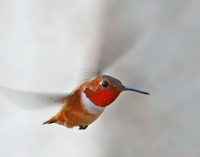 Rufous Hummingbird