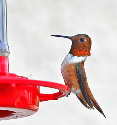 Rufous Hummingbird