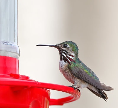 Calliope Hummingbird