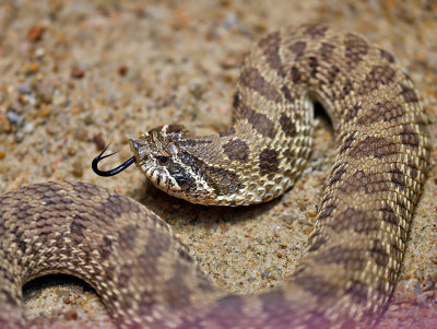 Plains Hog-nosed Snake