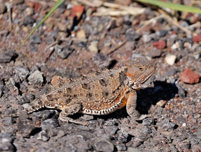 Greater Short-horned Lizard