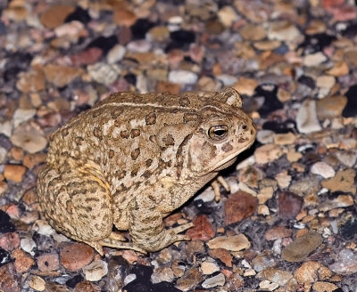 Woodhouses Toad