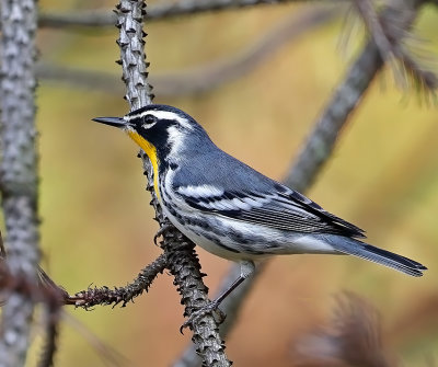 Yellow-throated Warbler