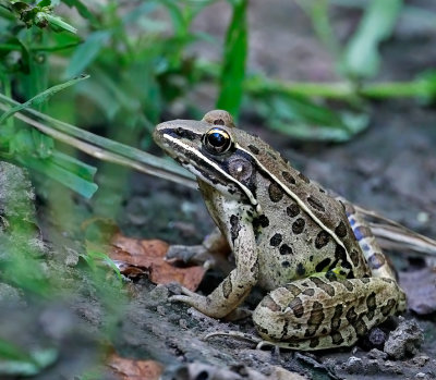 Coastal Plains Leopard Frog