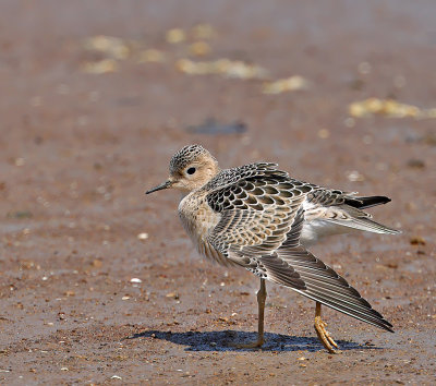 Buff-breasted Sandpiper