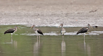 White Ibis